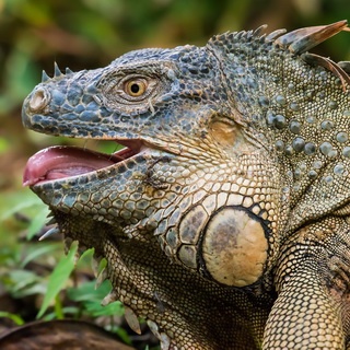 Selva Verde - Closeup green iguana